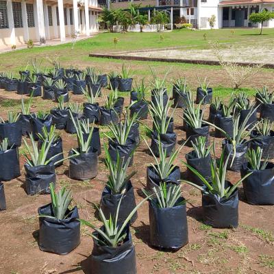 Penilaian Anugerah Sekolah Hijau 2024 Smk Pokok Sena 4