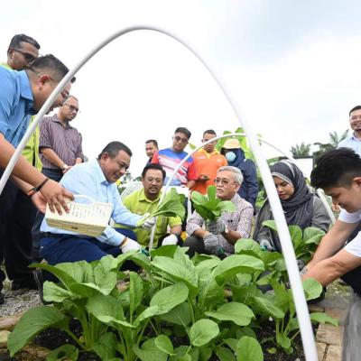 Harvest Pokok Cili Di Pph Padang Chempedak 4
