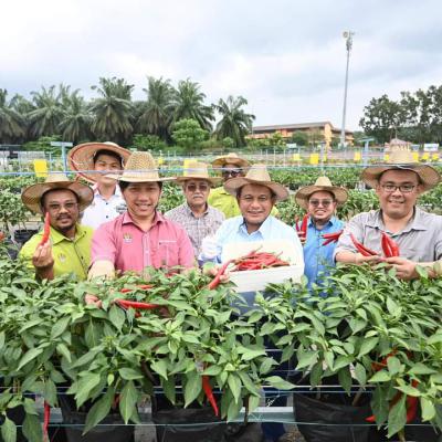 Harvest Pokok Cili Di PPH Padang Chempedak